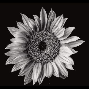 Meet your Posher, Alexa